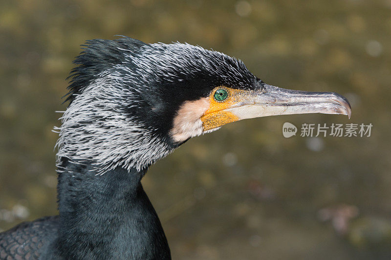 鸬鹚(Phalacrocorax carbo)